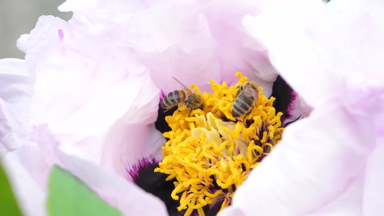 蜜蜂从白花上采集花蜜视频素材