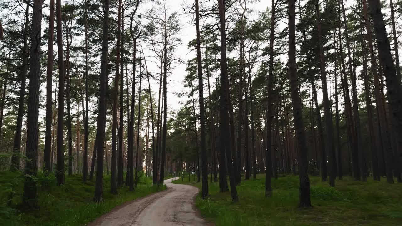 沉浸在一个宁静的森林环境中，跟随一条宁静的小路，周围环绕着郁郁葱葱的绿色植物和松树视频素材