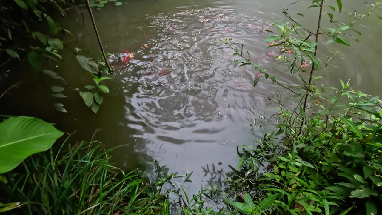 巨像鱼又名锦鲤和锦鲤，是池塘里的鱼视频下载