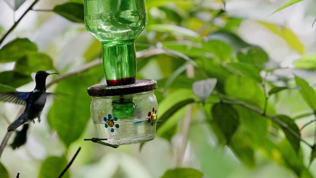 动物主题:蜂鸟喂食器喂食，绿色背景。视频下载