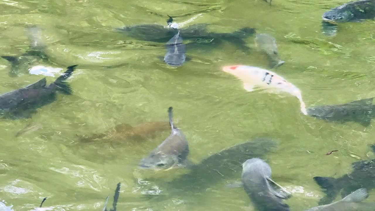 巨像鱼又名锦鲤和锦鲤，是池塘里的鱼视频下载