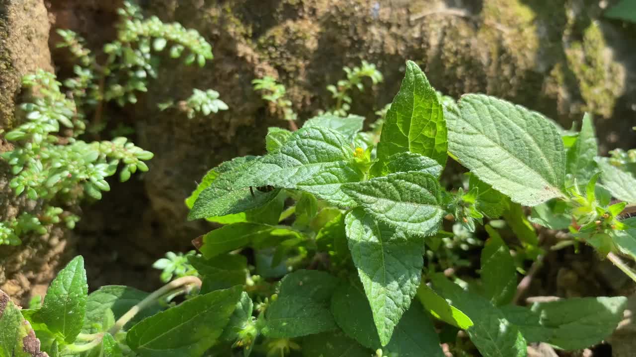 传粉蜜蜂在觅食活动后梳理自己视频素材