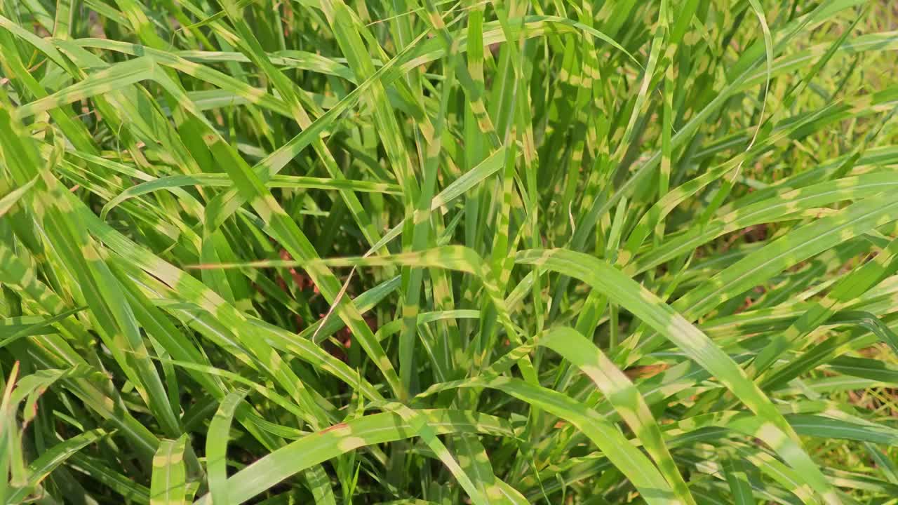 夏季多风天气里的绿草视频素材