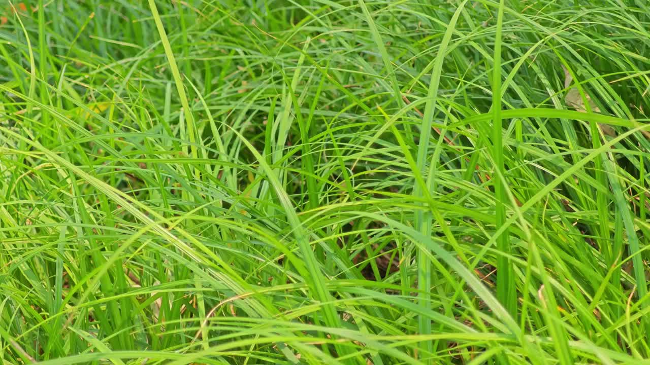 夏季多风天气里的绿草视频素材