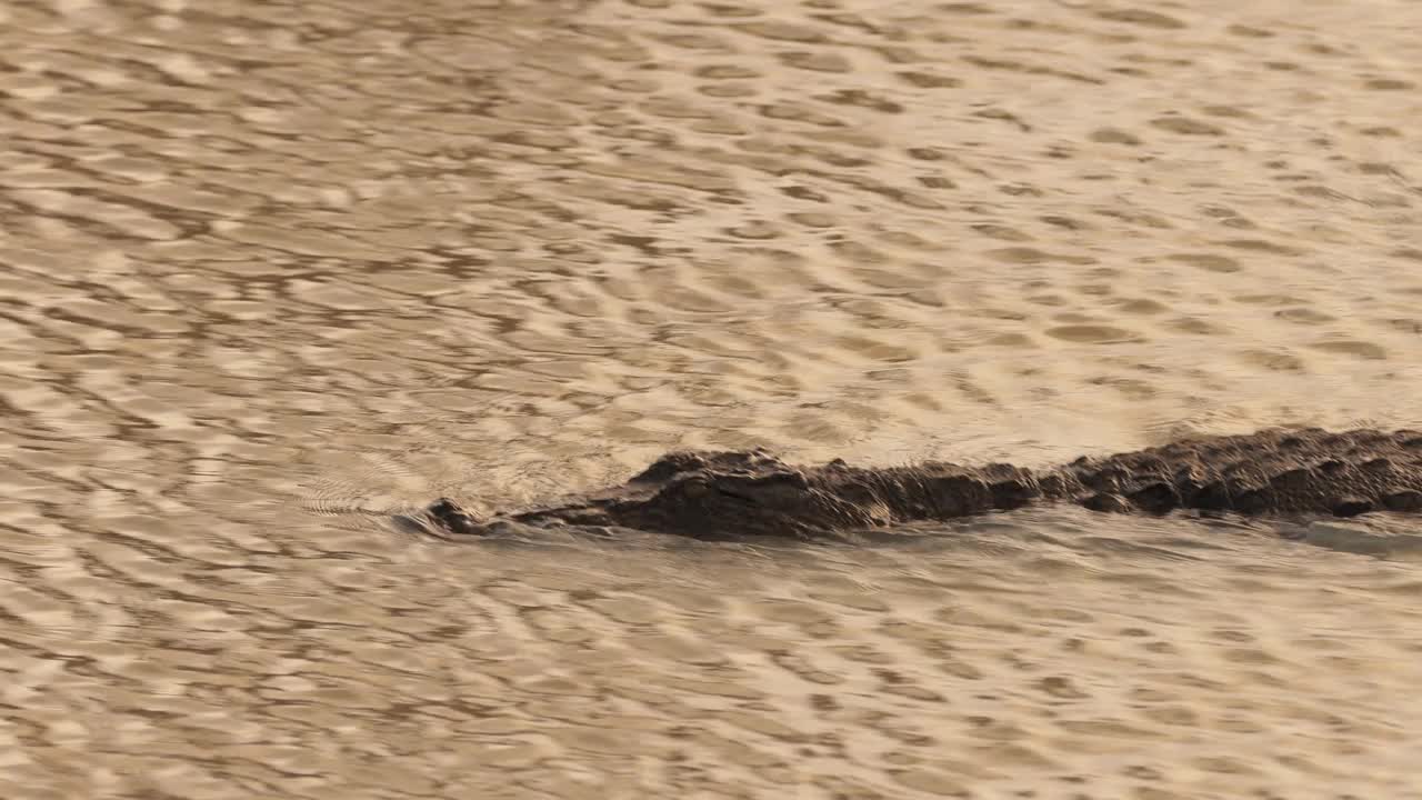 鳄鱼在野外游猎旅游概念视频素材