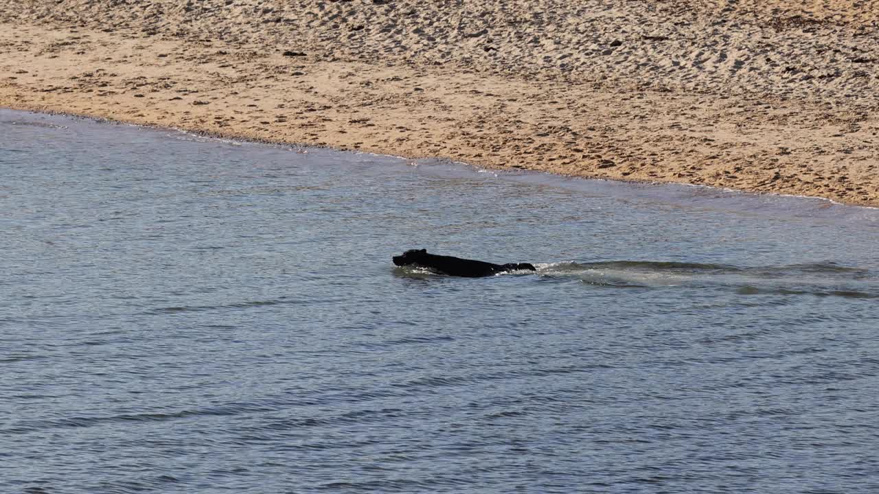 狗在布莱顿海滩游泳视频素材