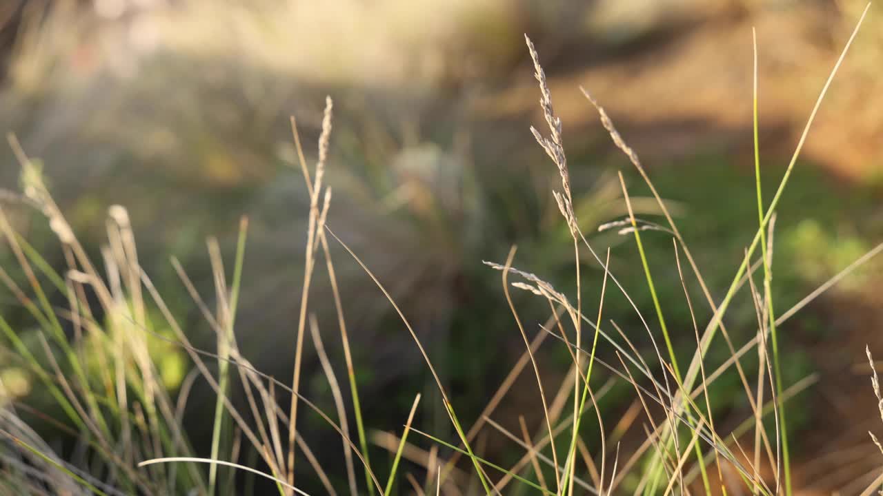 风吹草视频素材