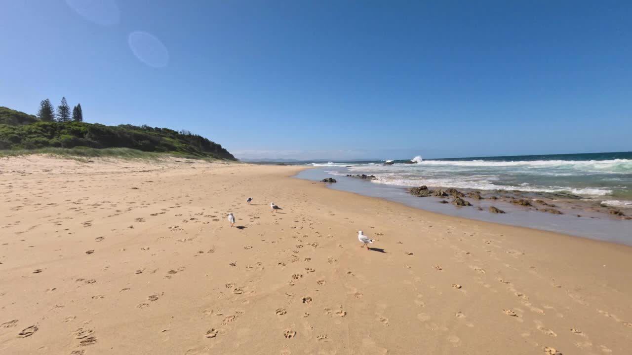 南布卡海滩上的海鸥视频素材