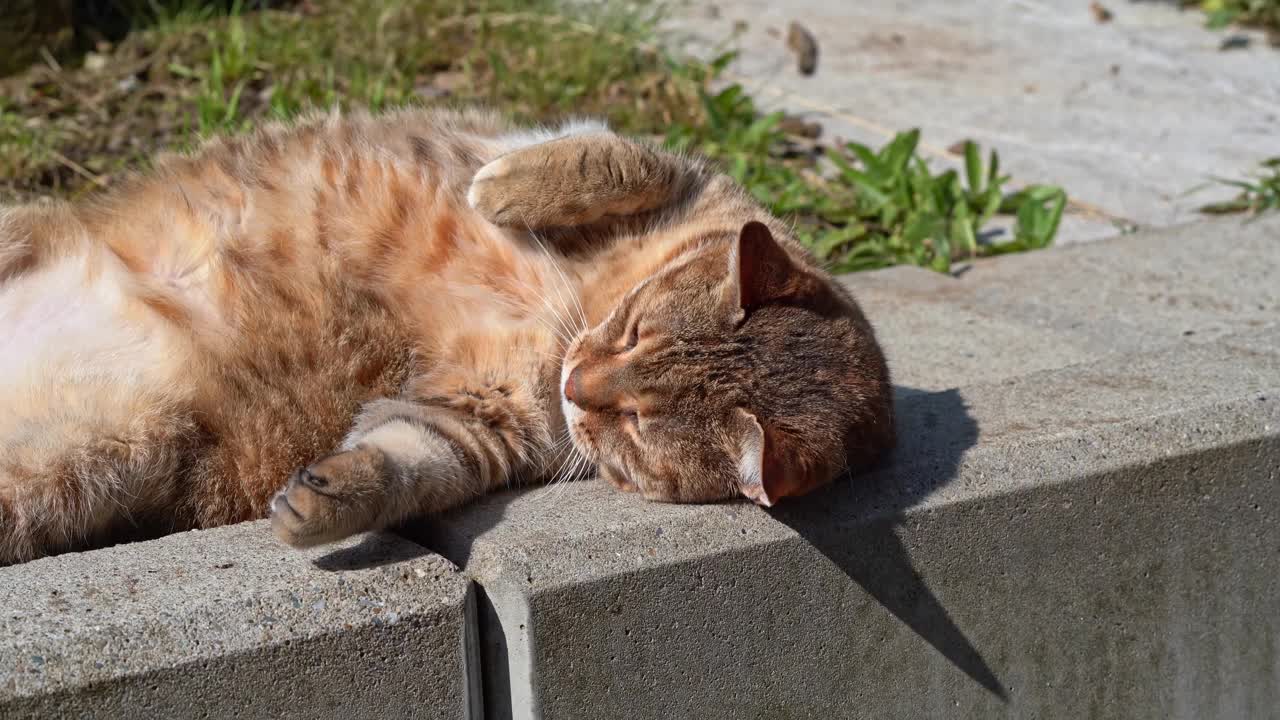 在明媚的阳光下，一只可爱的成年棕色大猫在瑞士小镇的住宅花园的混凝土墙上放松和转动。视频下载