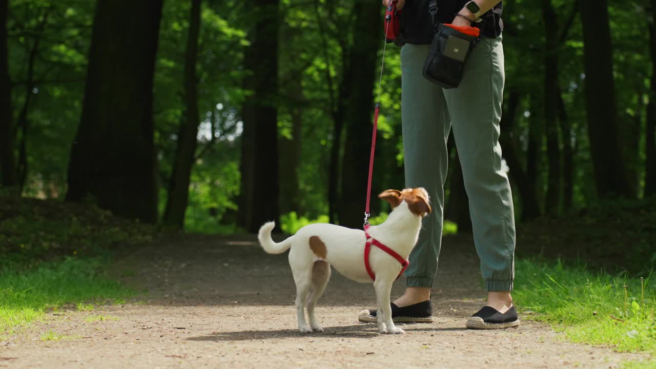 一位遛狗的妇女在夏季公园遛着她的杰克罗素梗狗，牵着狗绳。早上散步时可爱的宠物。一个女人带着她的宠物在户外玩耍视频素材