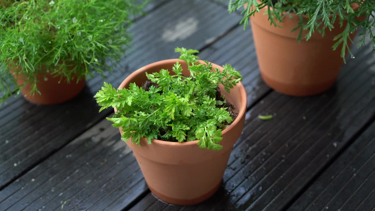 给盆栽菊花浇水视频素材