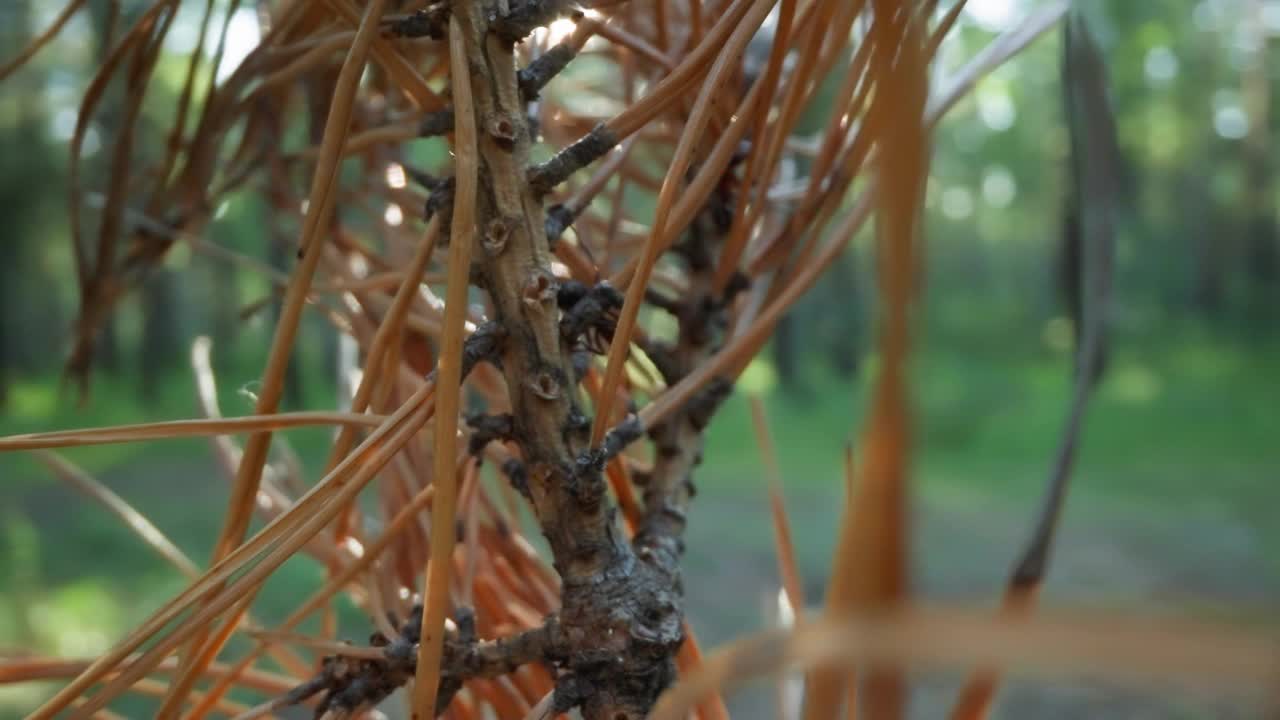 自然生境松枝上蚂蚁的宏观分布视频素材