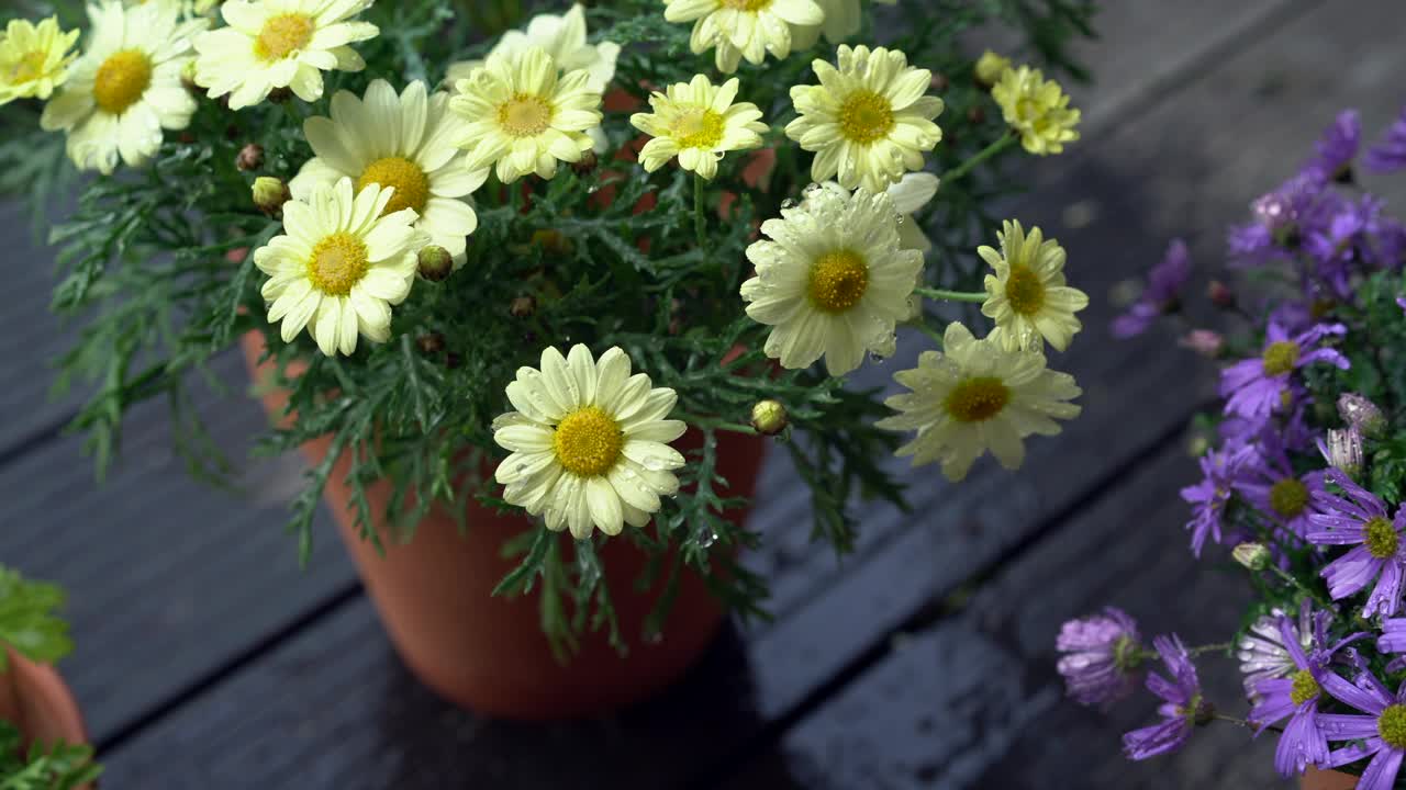 给盆栽菊花浇水视频下载