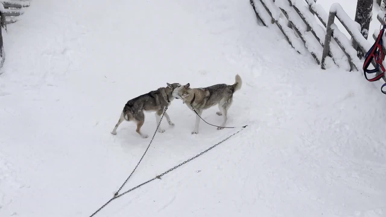 哈士奇在雪地里玩耍视频素材