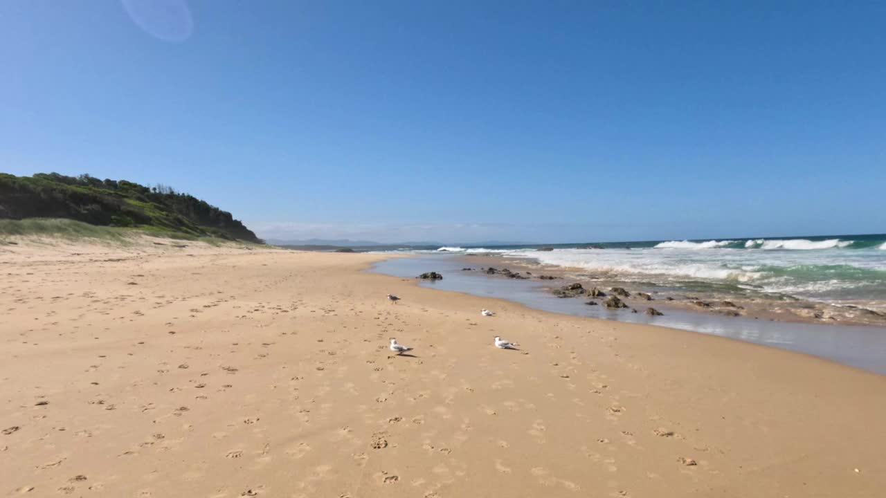 南布卡海滩上的海鸥视频素材