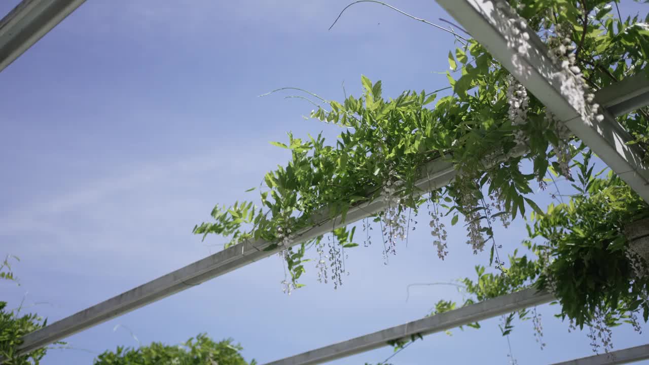 绿色的树叶和白色的花朵在凉棚上，映衬着清澈的蓝天。视频素材