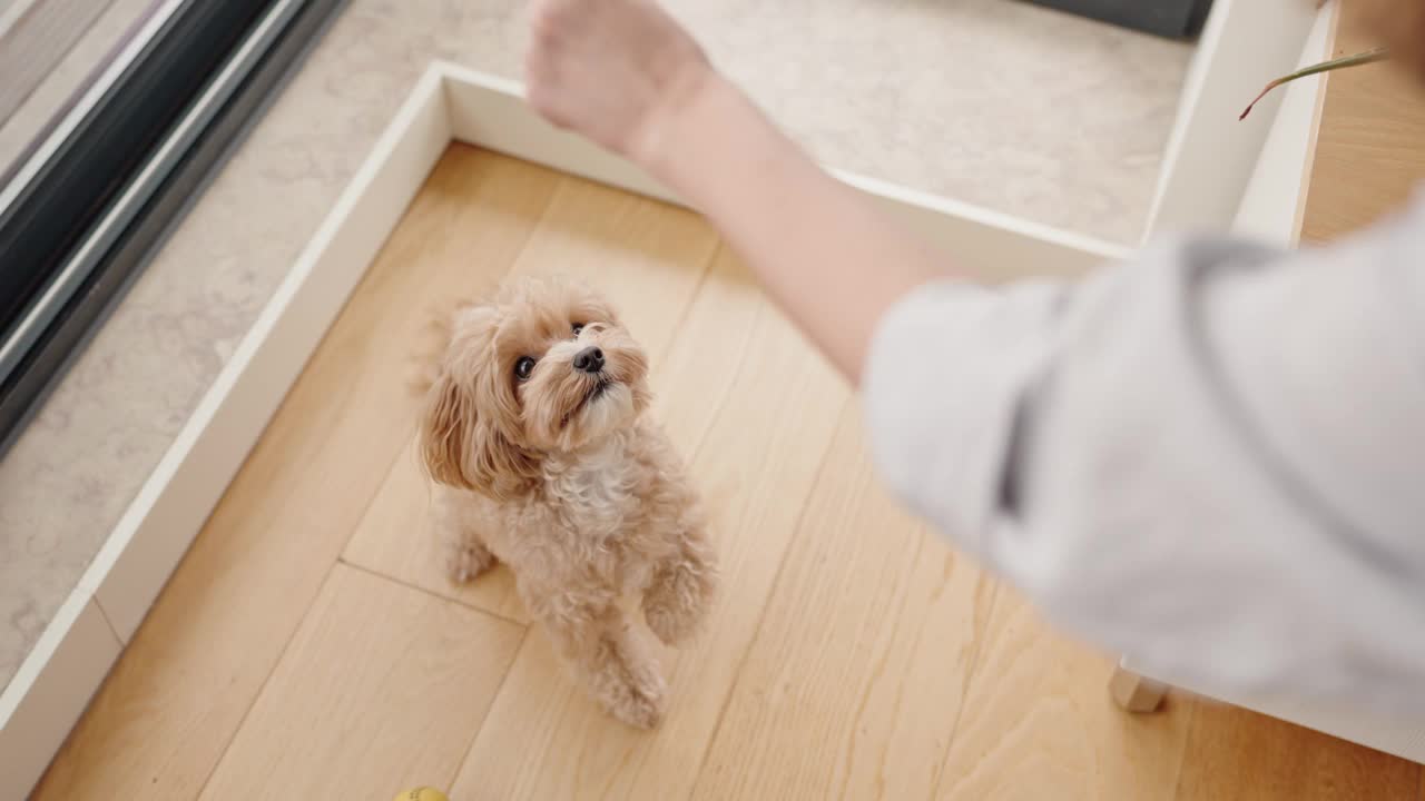 狗狗训练课程:妇女教宠物站立视频素材