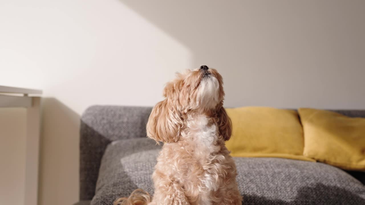 用后爪站立的马尔多夫犬听从命令视频素材