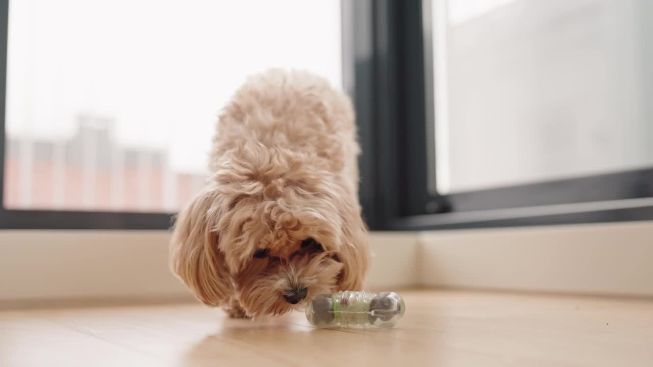 马提波狗在咀嚼玩具以获取里面的食物视频素材