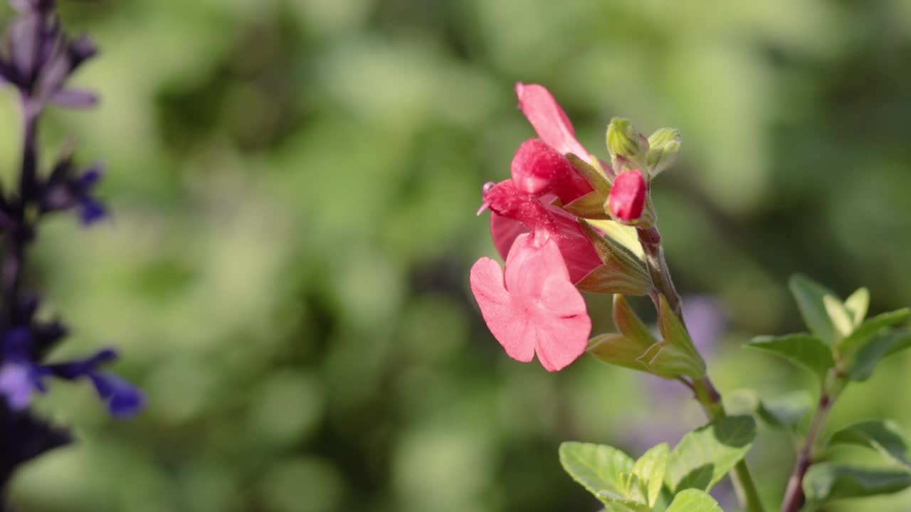 红色和紫色的花在盛开视频素材