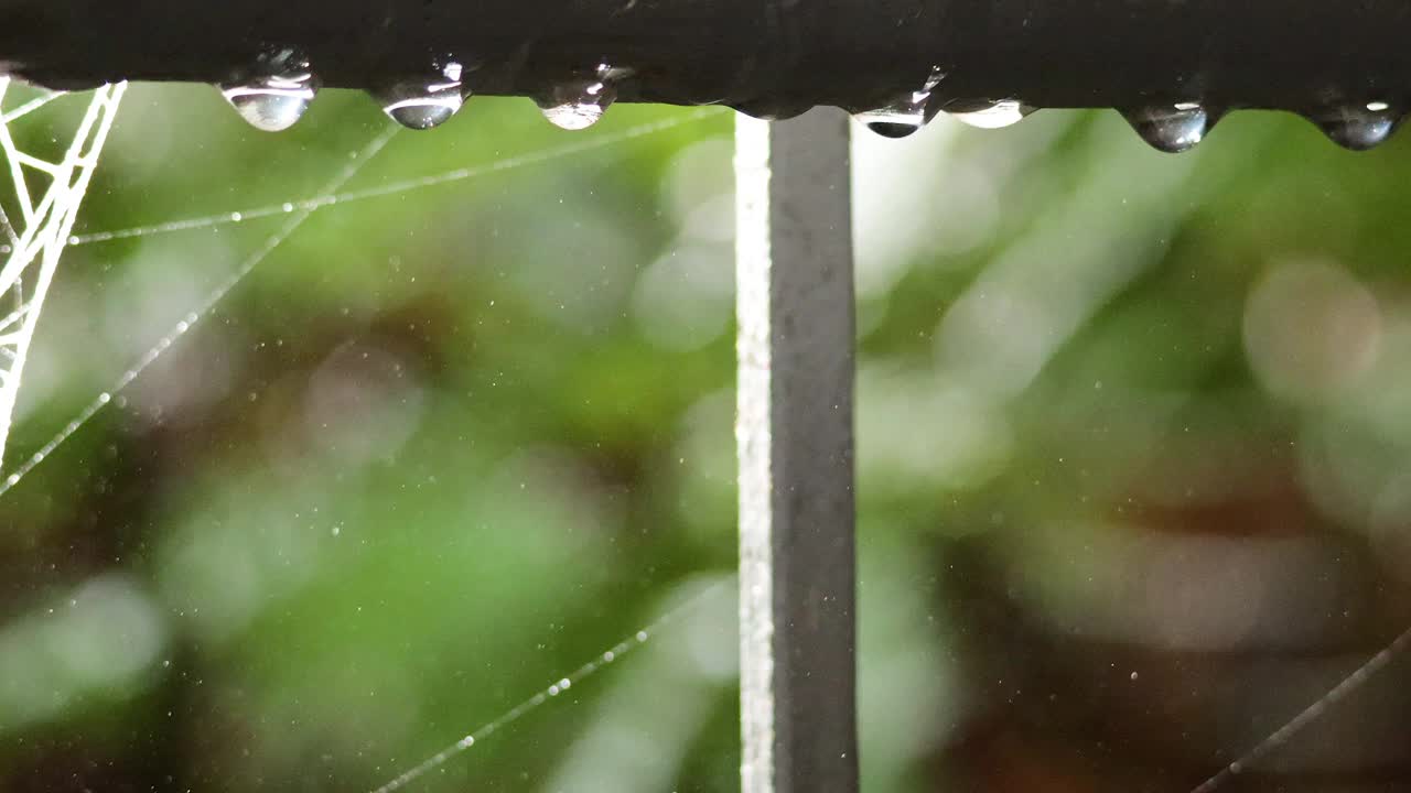 有水滴的蜘蛛网视频素材