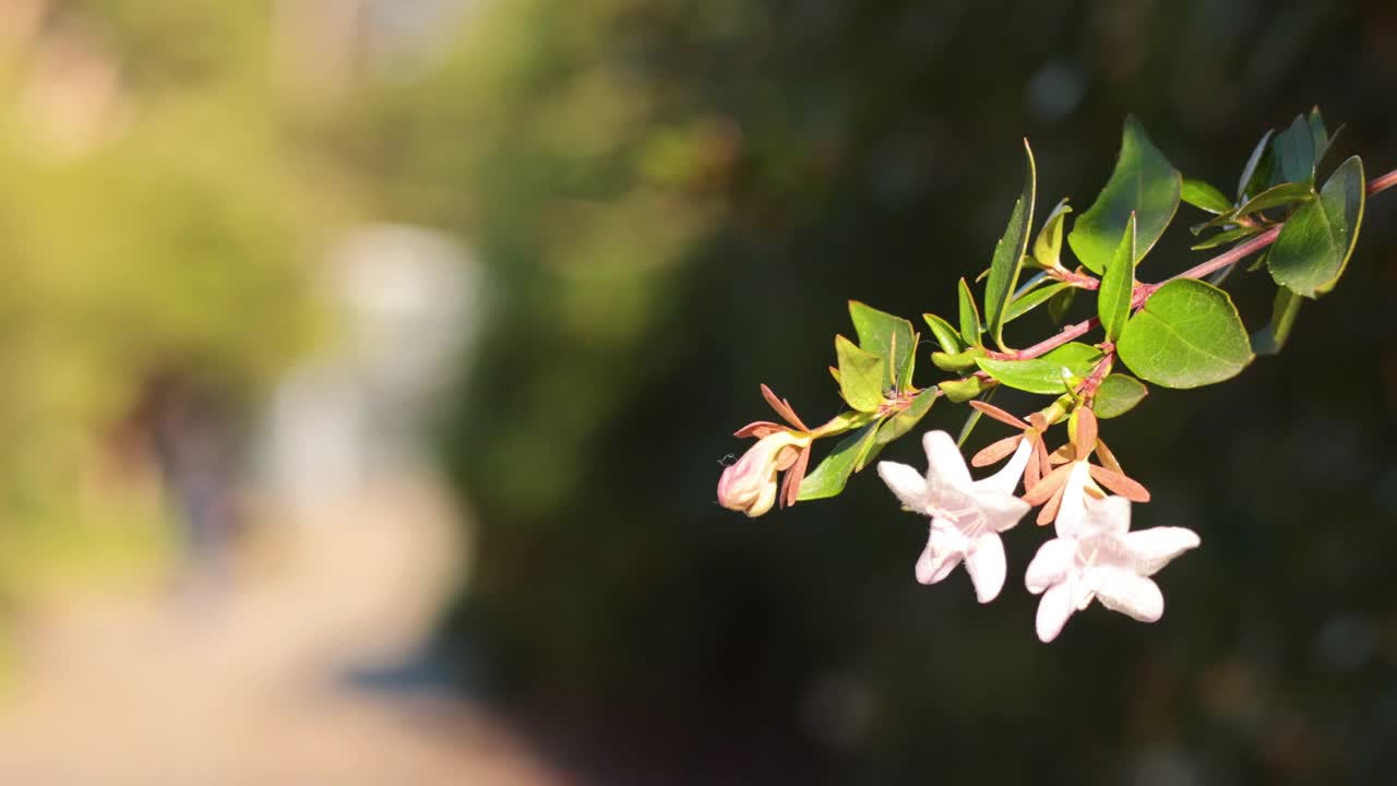 花的焦点与散景背景视频素材