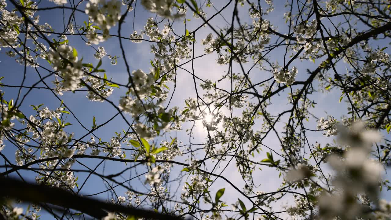 果园里的樱桃树上开着白色的花视频素材