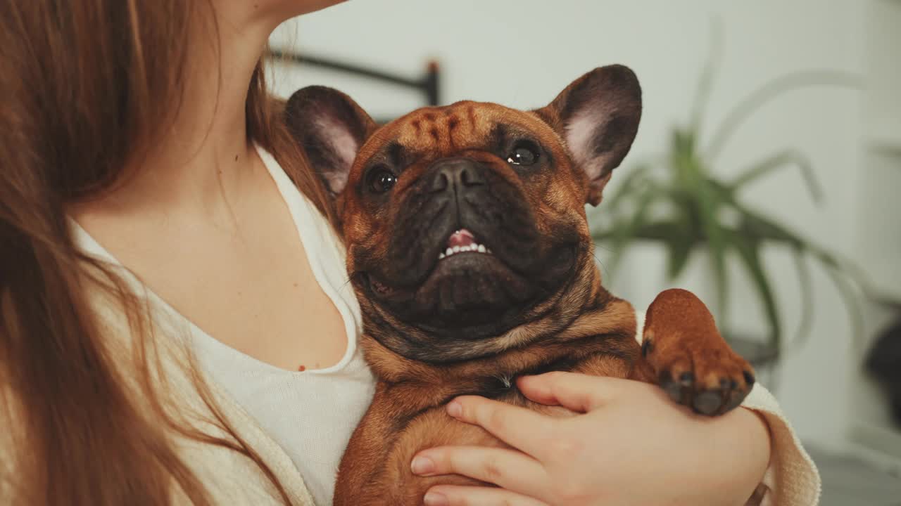 女人拥抱和拥抱法国斗牛犬的特写视频素材