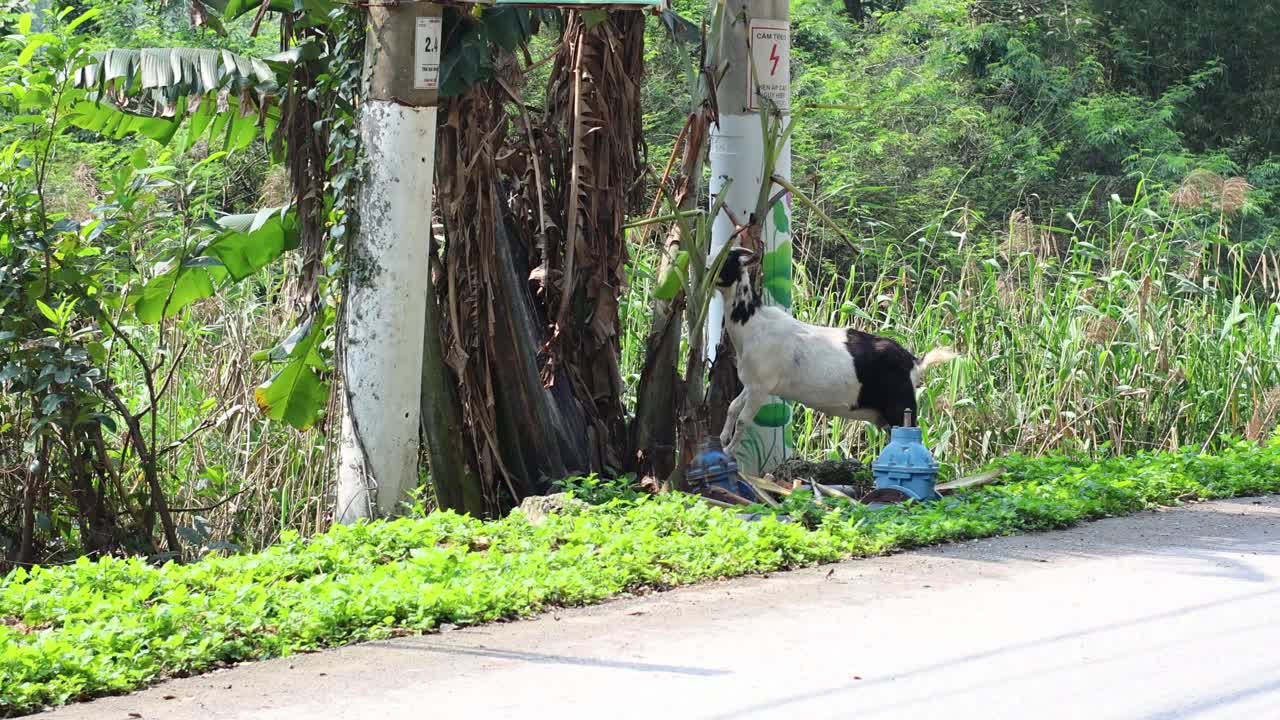 山羊在路边吃东西视频素材