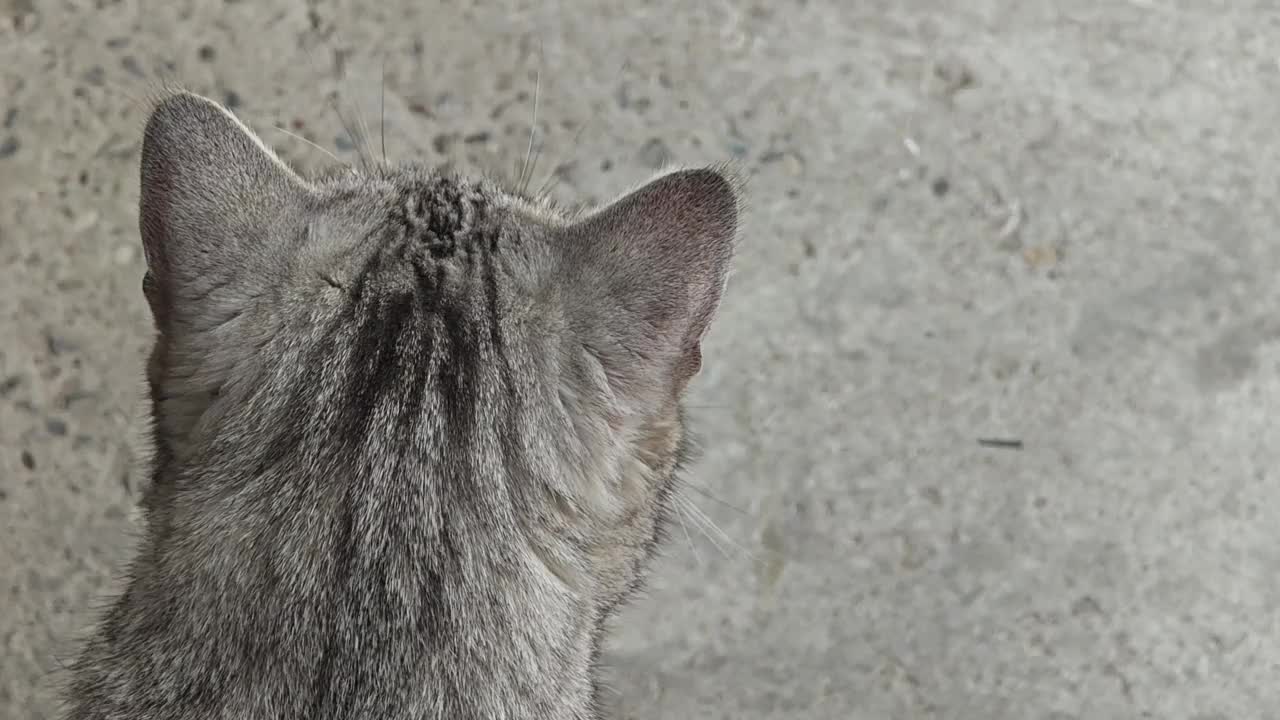 猫背和毛茸茸的耳朵视频下载