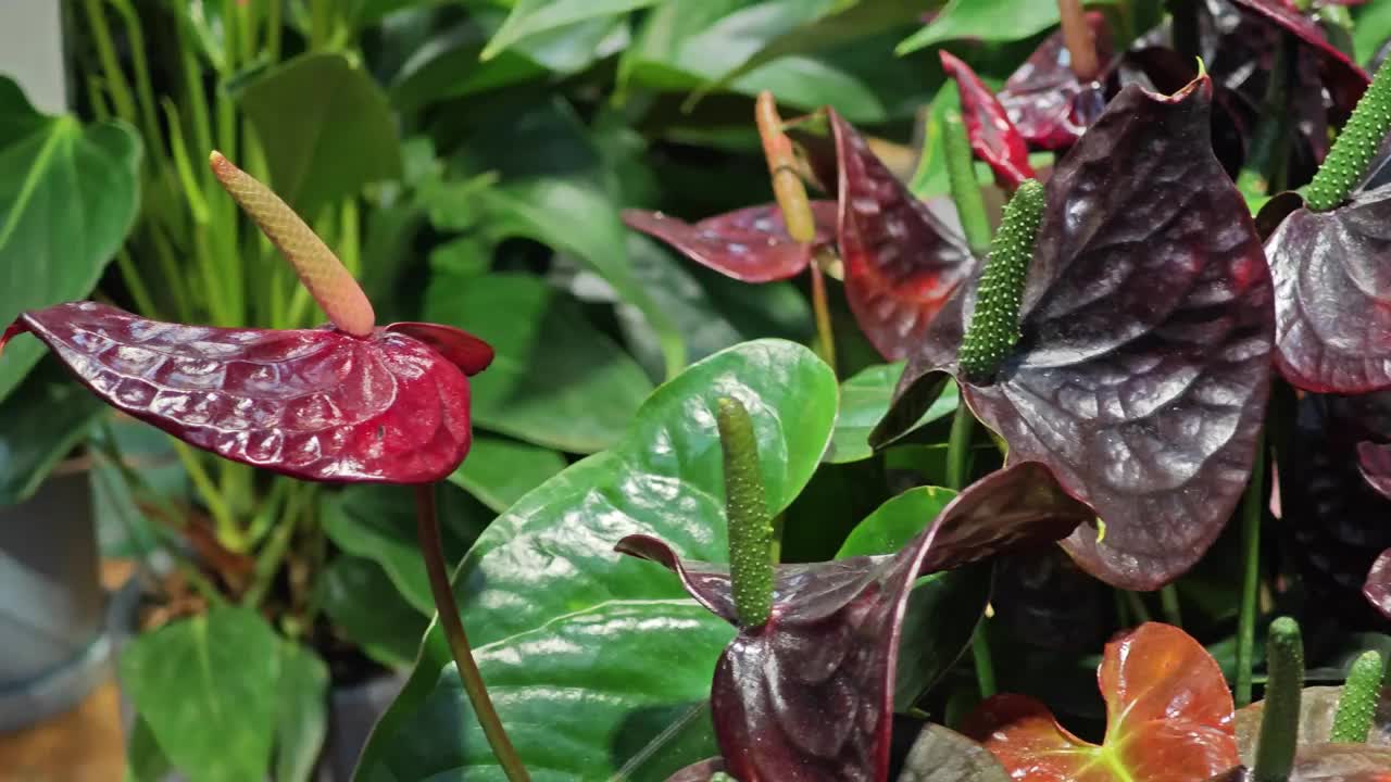 花店里的红掌花视频素材