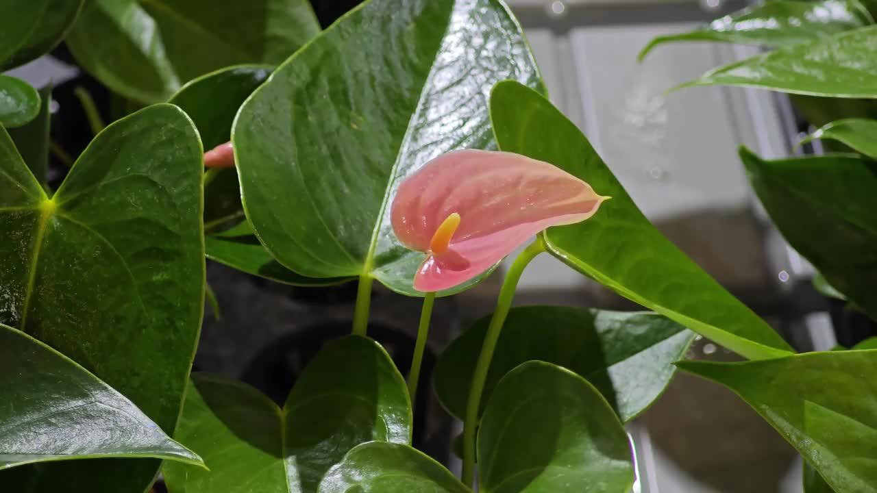 花店里的红掌花视频下载