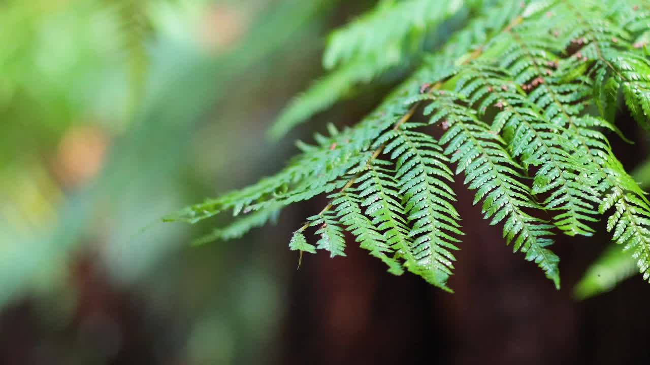 在雨林散步的蕨类叶子视频素材