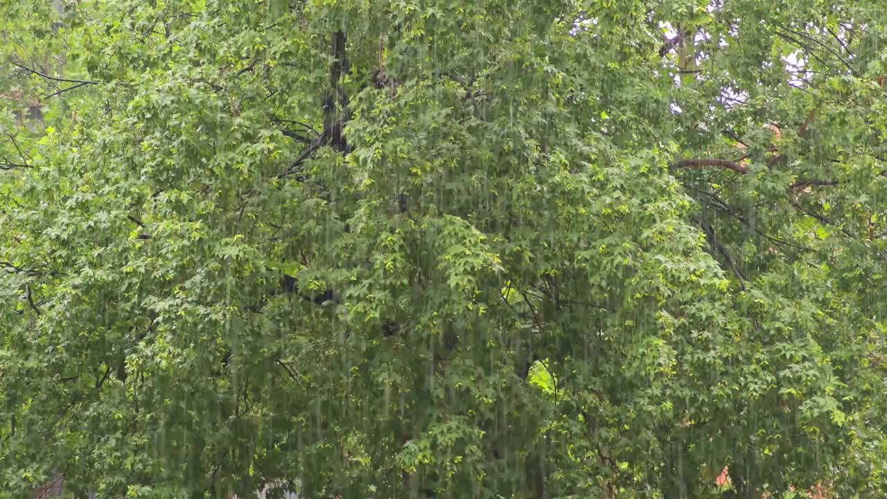 雨天的森林视频下载