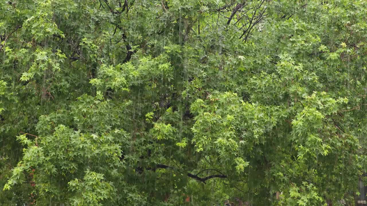 雨天的森林视频下载