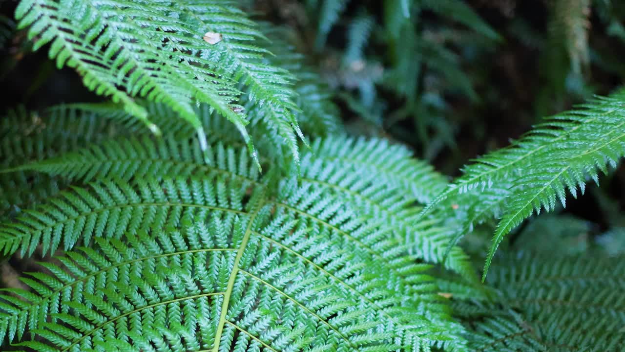 在雨林散步的蕨类叶子视频素材