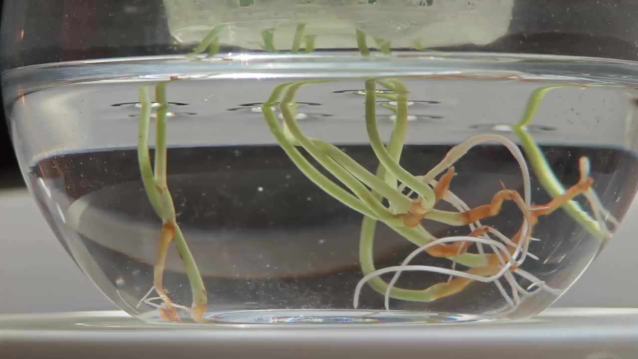 水培植物根系特写视频下载