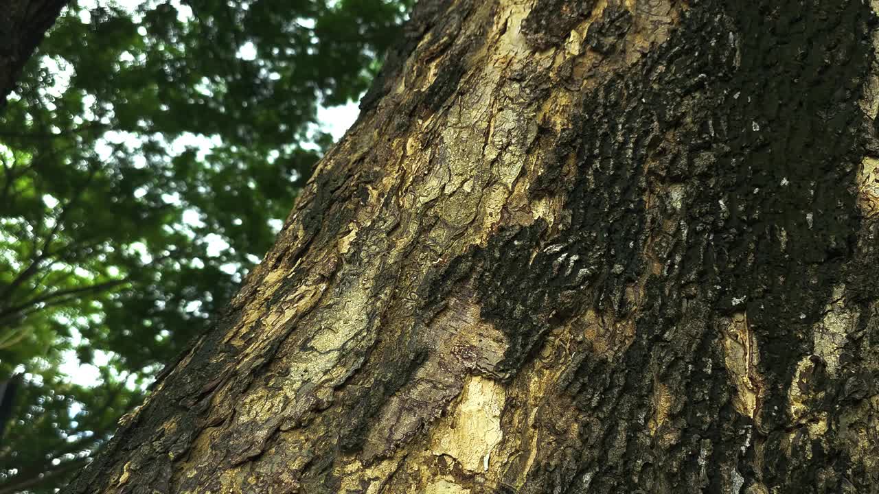 雄伟的大树在郁郁葱葱的绿色森林视频下载