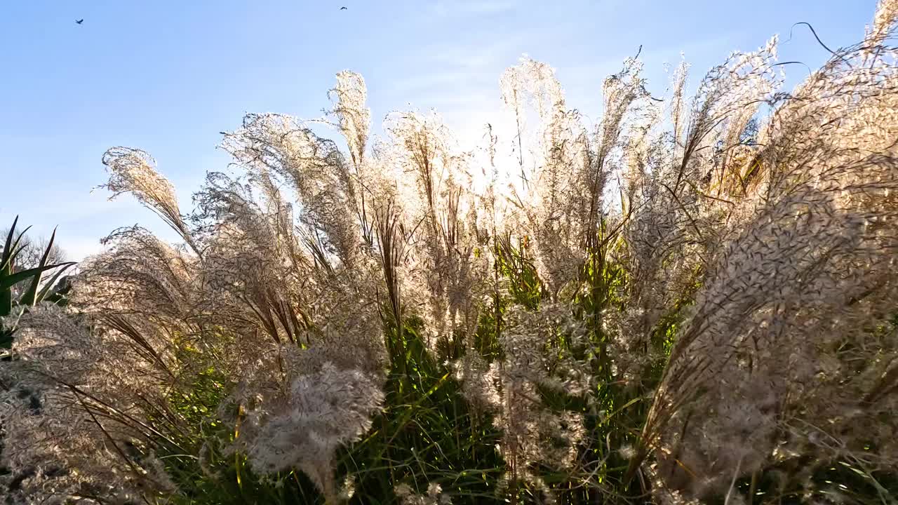 潘帕斯草原在阳光下摇曳视频素材