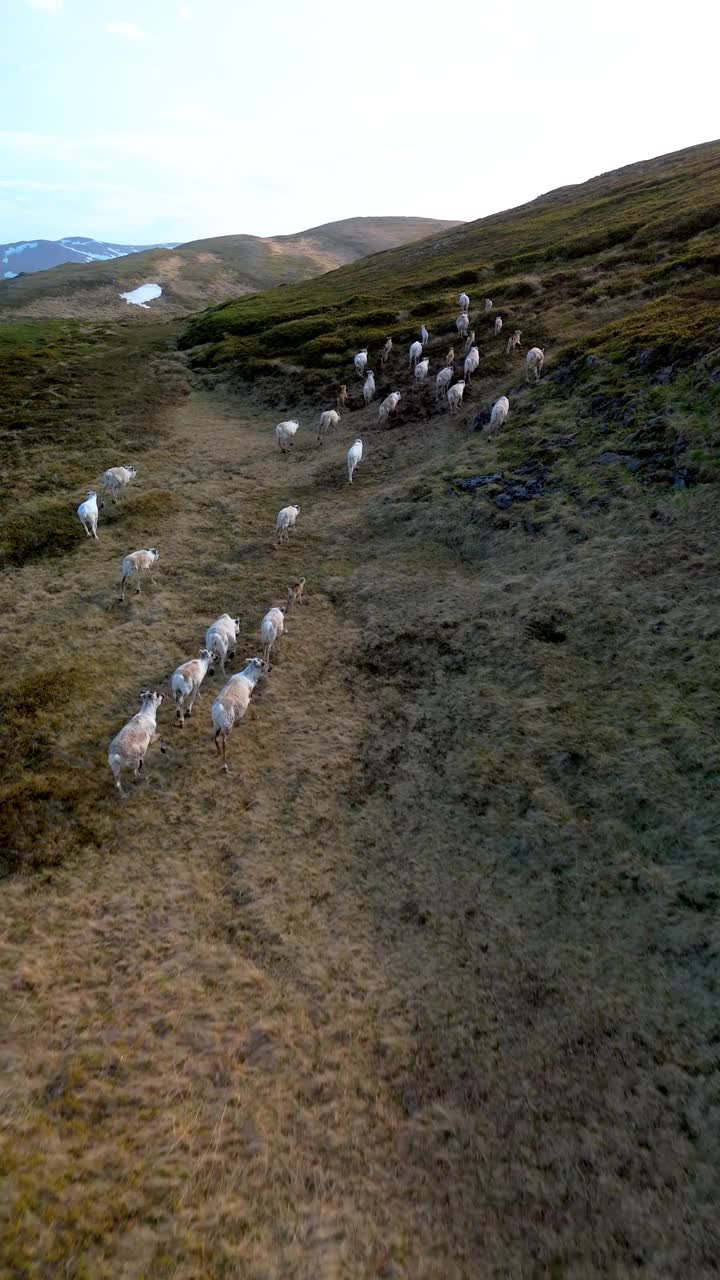 体验在高原乡村充满挑战的地形上放牧驯鹿的冒险视频素材