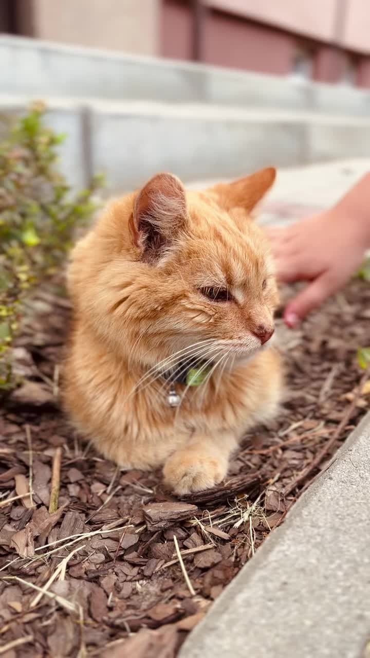 可爱的红猫视频素材