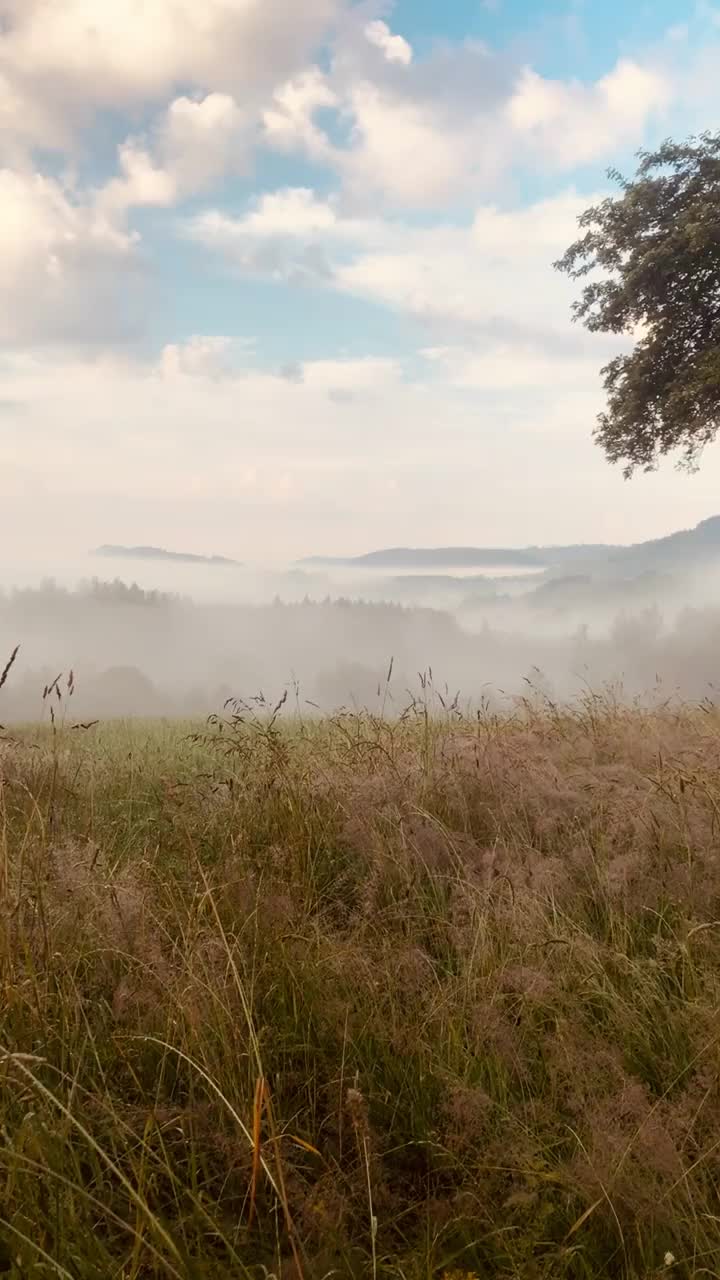 夏日的早晨，山间草地上平静多雾视频素材