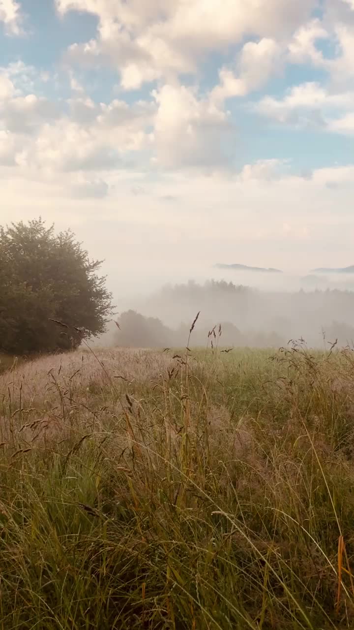 夏日的早晨，山间草地上平静多雾视频素材