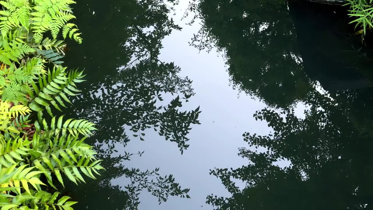 郁郁葱葱的绿色植物在平静的池塘表面上的宁静反射，创造了一个宁静的场景视频素材