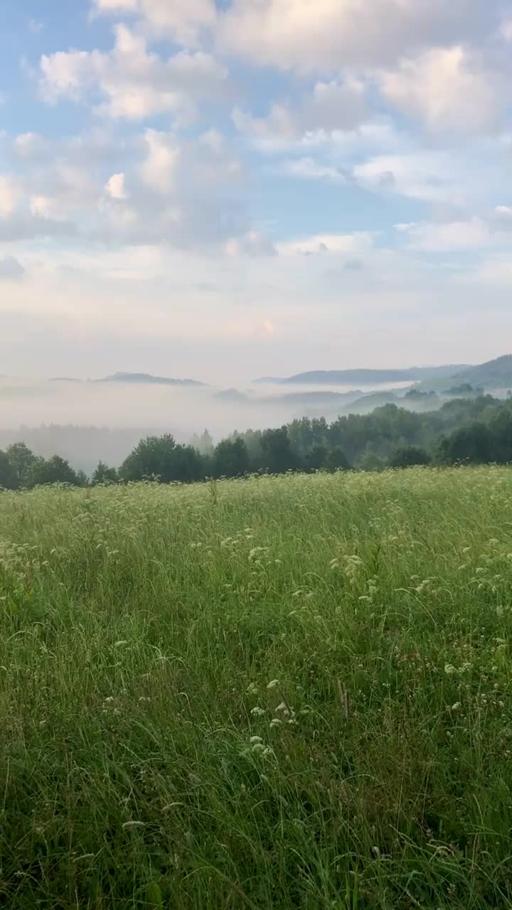 夏日的早晨，山间草地上平静多雾视频素材