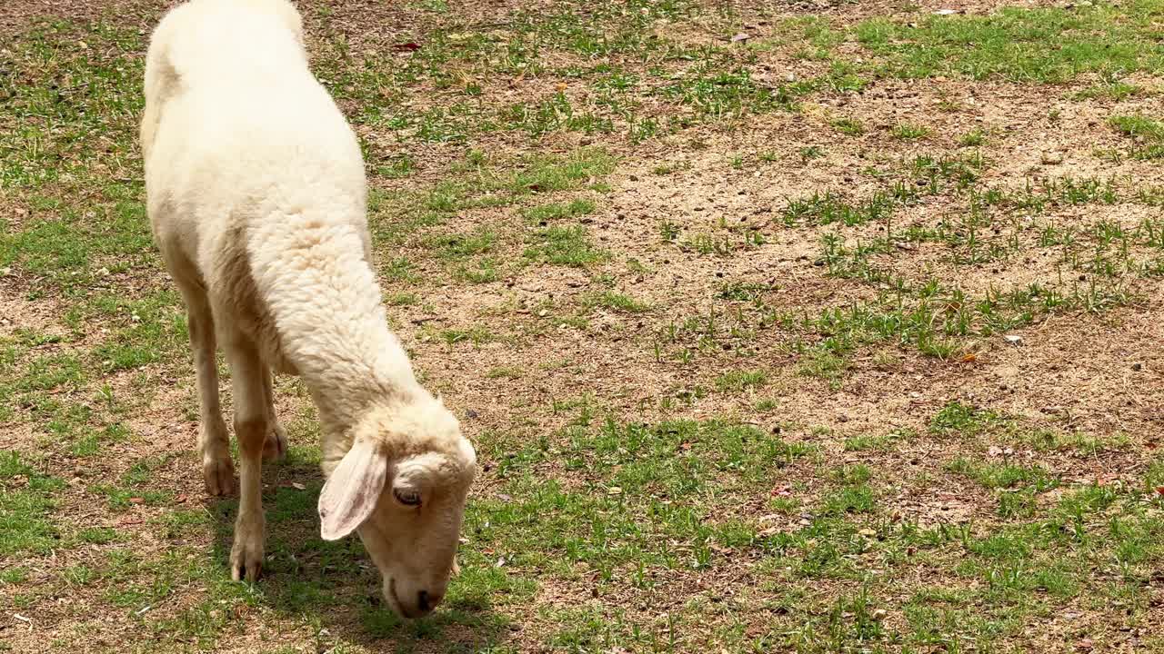 孤羊在生态农场斑驳的绿地上吃草视频下载