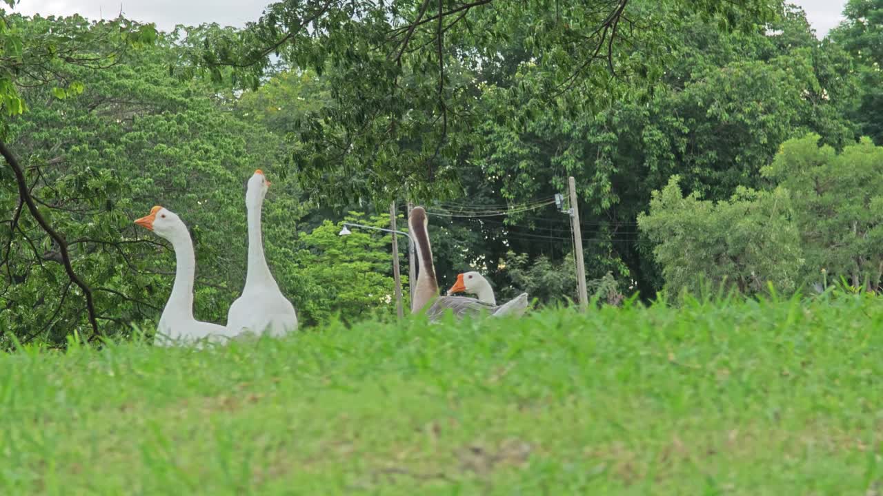 一群白鹅在农场的草地上散步。一群在绿草地上行走的白鹅。视频素材