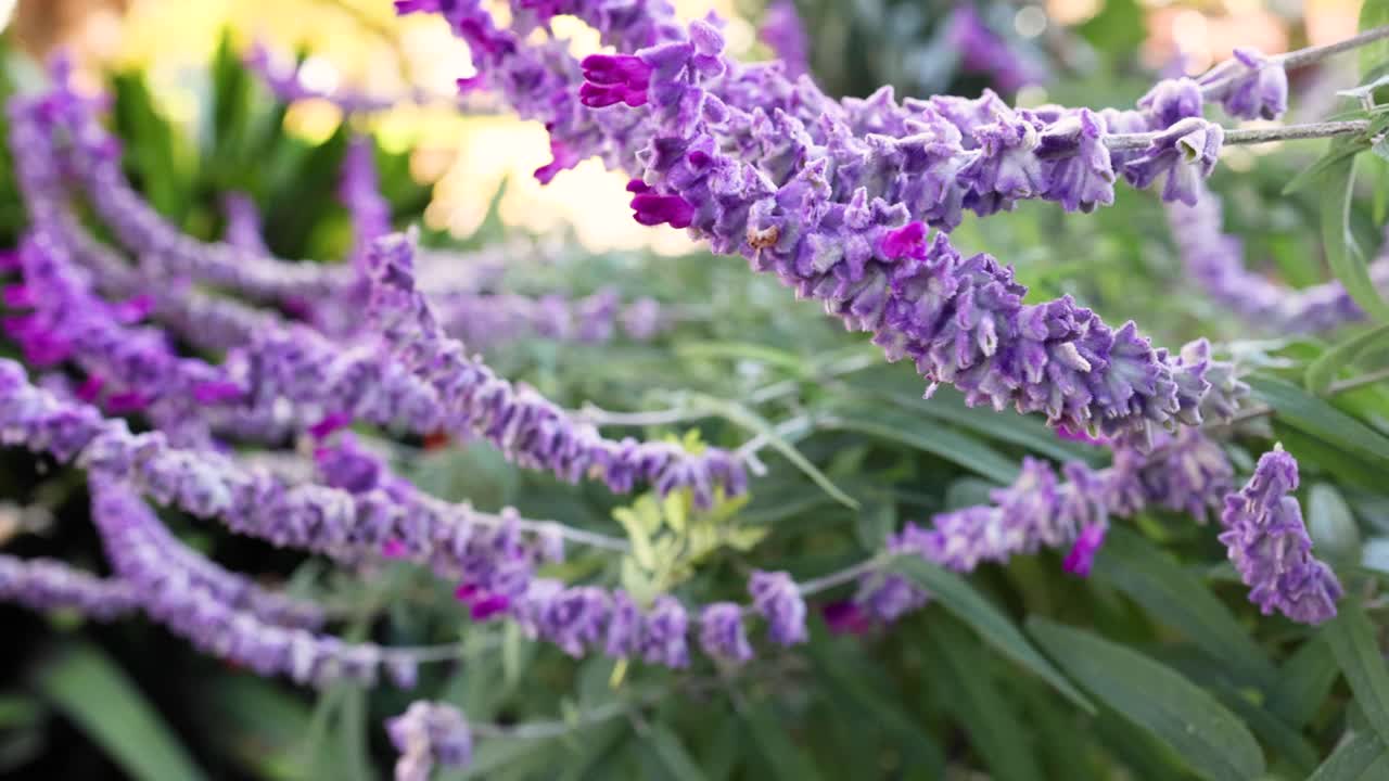 墨尔本花园的紫色花视频素材