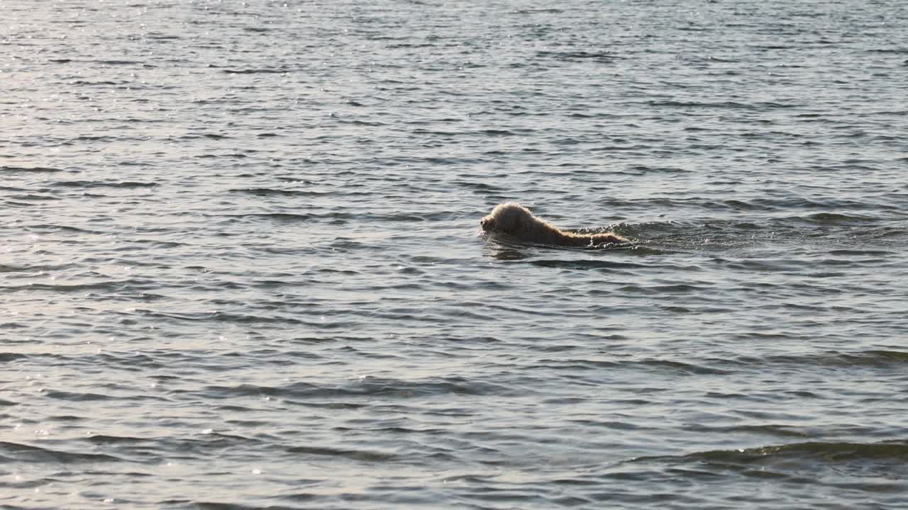 狗在布莱顿海滩游泳视频素材