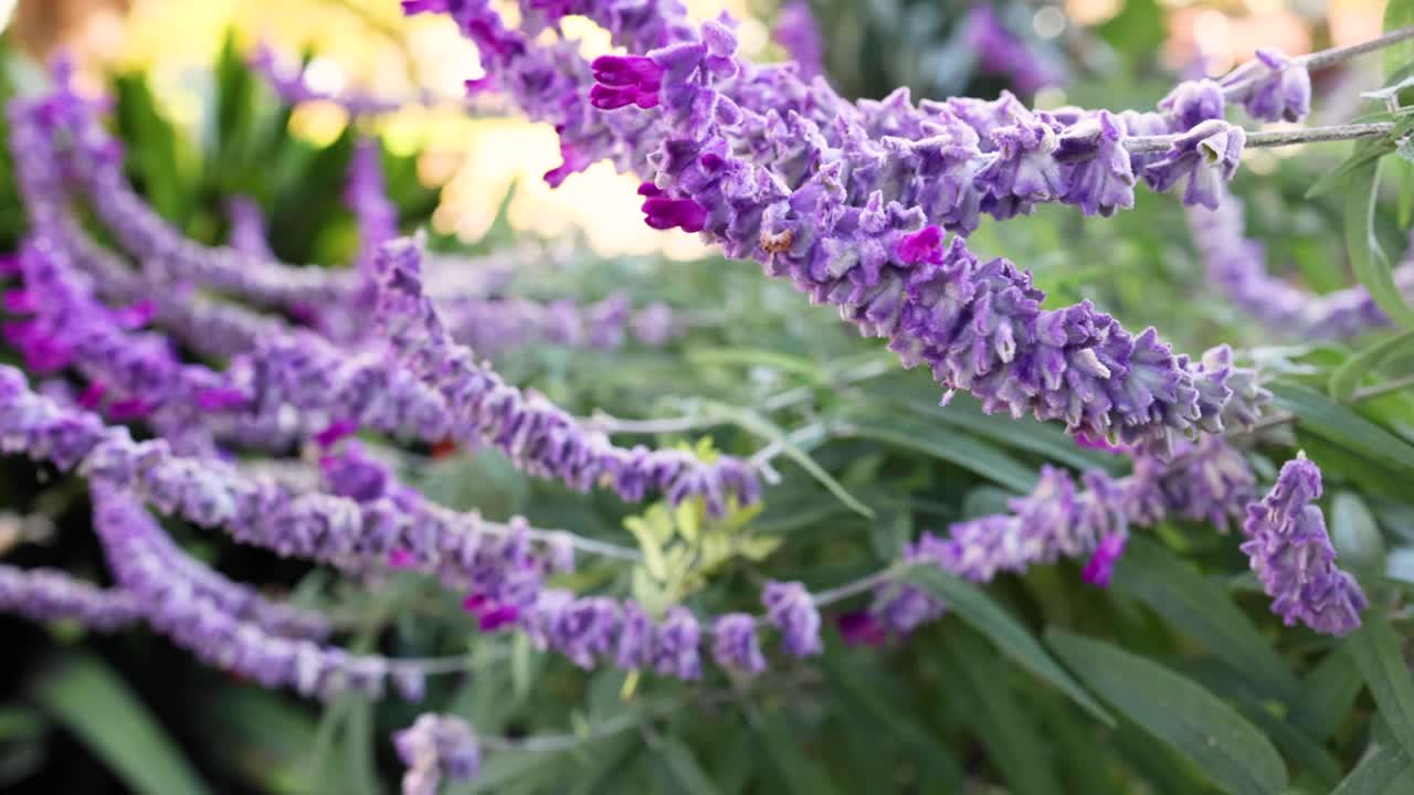 墨尔本花园的紫色花朵视频素材